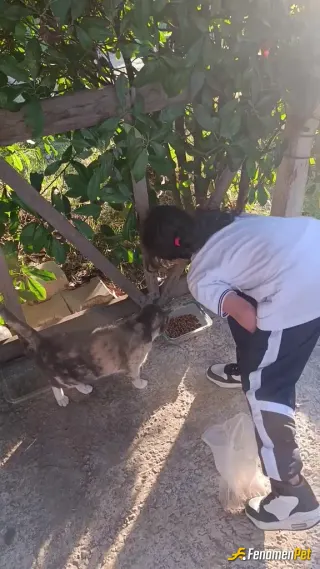 Sokak hayvanı besleme: Sitemizdeki misafirlerimizi kızımla doyurduk😀😀
