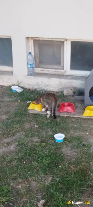 Onaylanmış katılım örneği