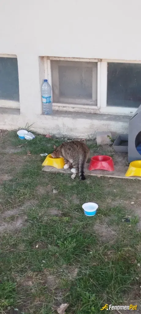 Hsckn sokak hayvanını beslerken çektiği fotoğraf
