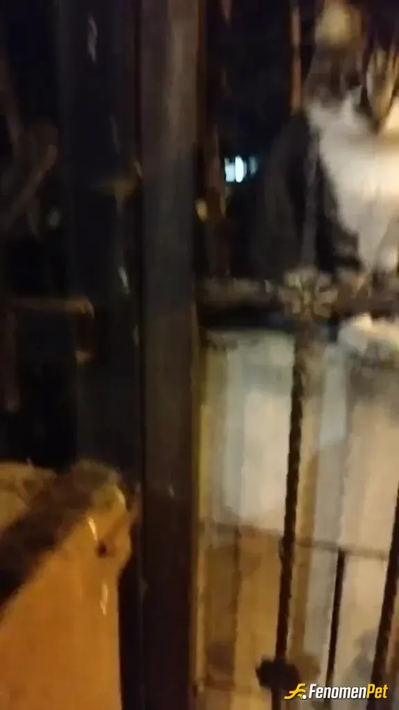Sokak hayvanı besleme: Muratpasa mAh bayrampasa sokak kedisi Sabah ise giderken her gun orada suyunu koyarim mama varsa veririm
