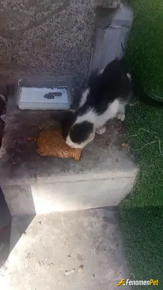 Sokagimizda beslediğiniz kedilerimizden biri