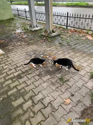 Sokak hayvanı besleme: Teyyaredüzü