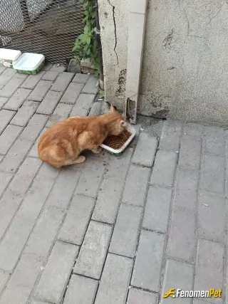 Sokak hayvanı besleme: Sokaktaki tekirlerimden biri