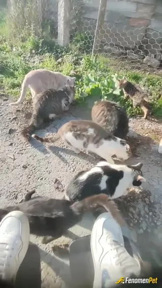 Kuşlarda kediler yüzünden kalmadı artık vakit geçmiyor
