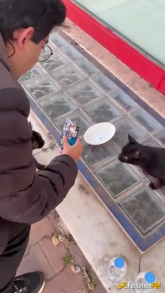 Sokak hayvanı besleme: Okulumun yanindaki marketin yaninda 2 sokak kedisi besledim ogrenciyiz biz yiyemiyoz 😄😄