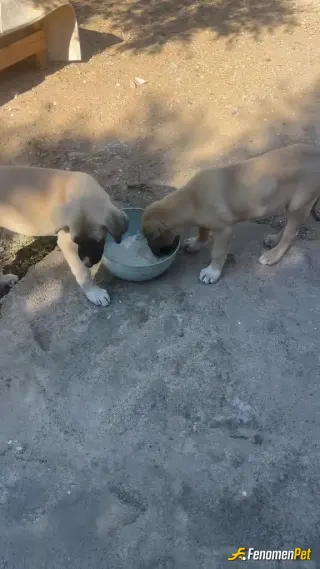 Sokak hayvanı besleme: Sokak köpeklerini besledim